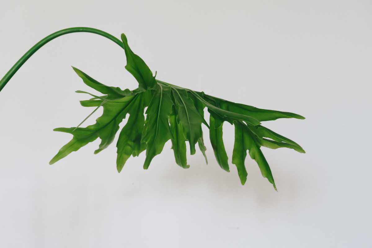 A single green Philodendron Hope Selloum leaf with a curving stem against a plain white background. 