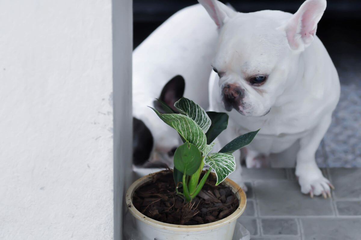 White bulldog curiously sniffing a philodendron with green and white leaves on a tiled floor.