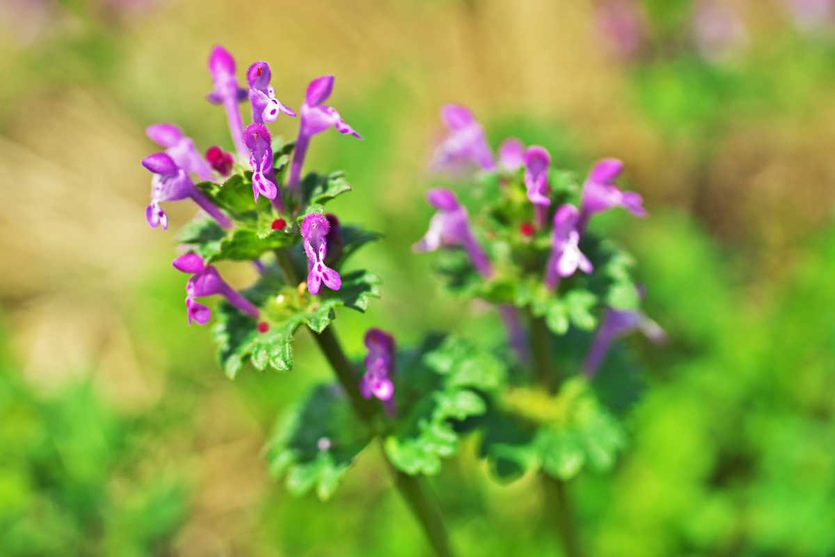 Two henbit plants with vibrant purple flowers and green leaves, set against a blurred green and brown background. 