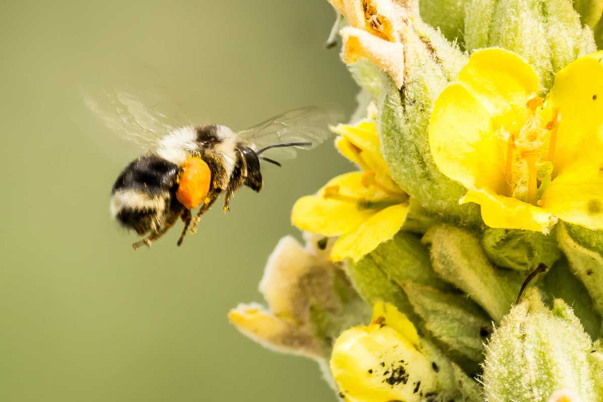 A bee in mid-flight approaching a yellow flower. The bee has visible pollen sacs on its legs, which are essential for organic pest control for tomatoes. 