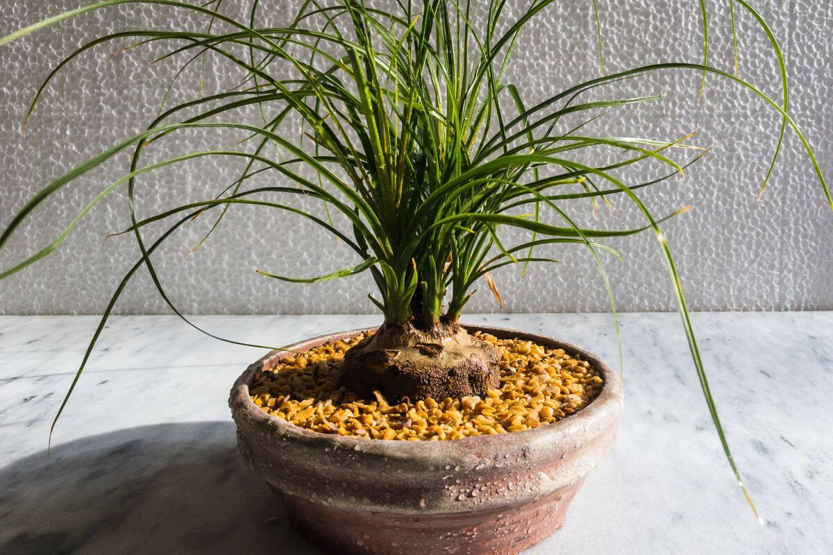 The distinctive ponytail palm bonsai, with its ponytail-like leaves, grows in a pebbled pot resting on a marbled platform.