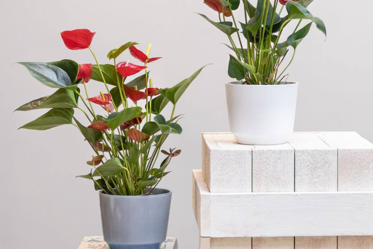 Two potted Anthurium plant with glossy green leaves and vibrant red spathes.