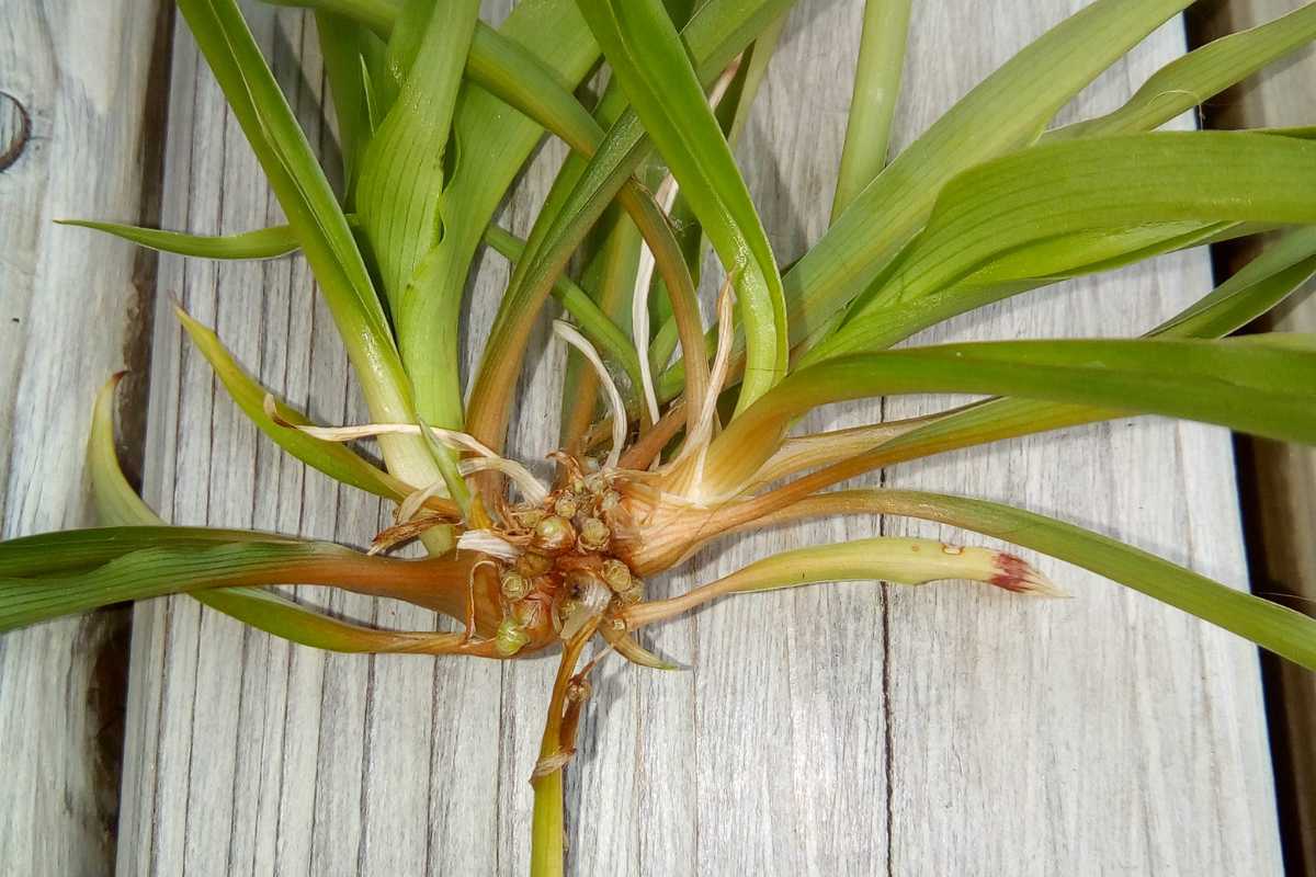 Green, grass-like spider plant leaves with roots and small bulbs visible, spread out across a light wooden surface. 