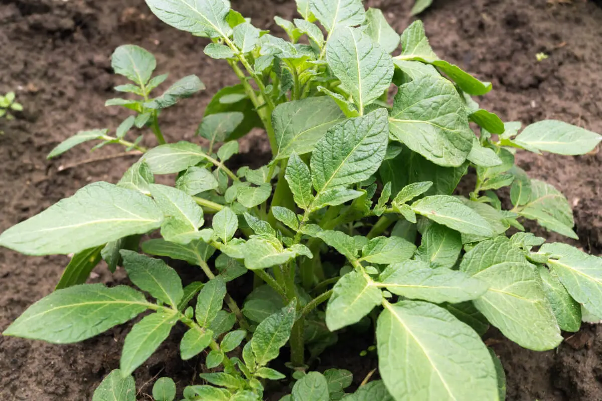 A potato plant, one of the fall edible plants, with lush green leaves growing in dark soil.