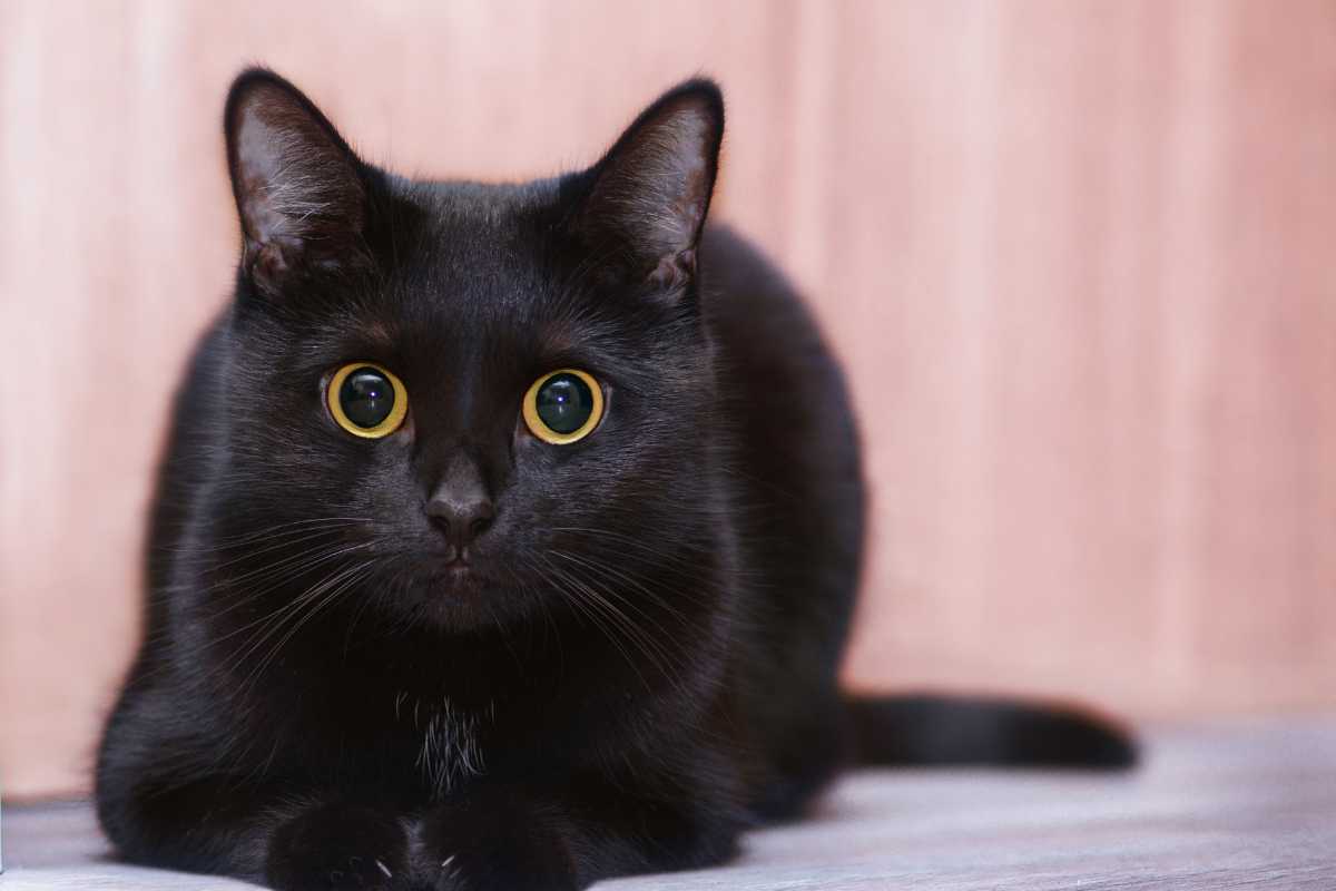 A black cat with wide, alert yellow eyes lies on a wooden floor against a blurry tan background adorned with lush pothos leaves.