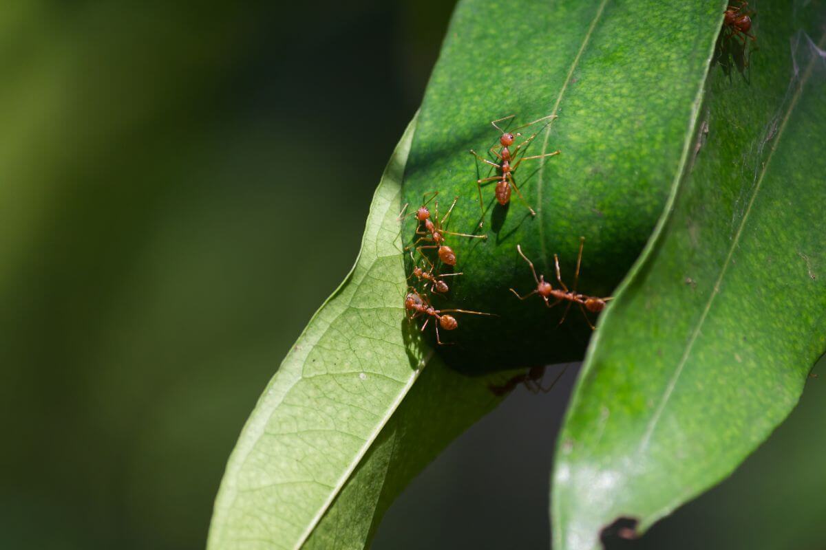 A group of fire ants works together on a vibrant green leaf in the garden.