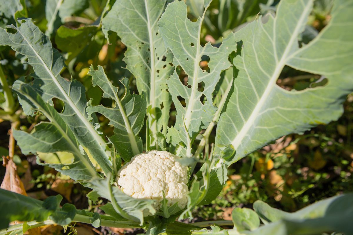 A white cauliflower head is surrounded by large, green leaves, some of which have small holes likely caused by pests. 