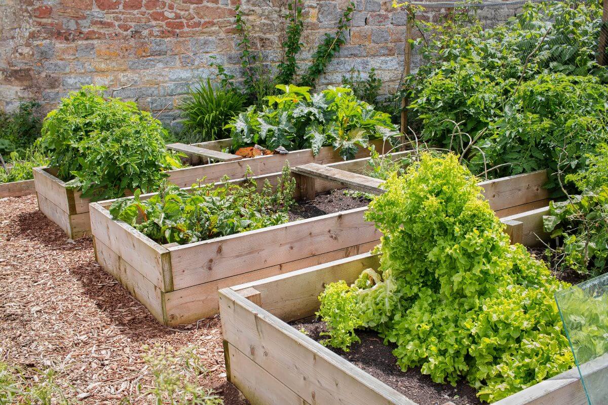 A lush raised bed vegetable garden with several raised wooden beds filled with various green vegetables and plants.