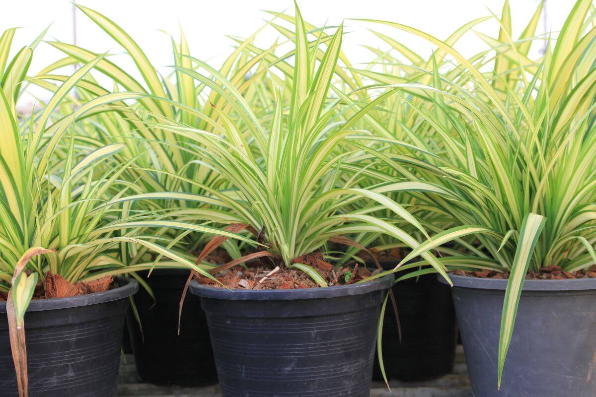 Green spider plants with long, arching leaves featuring yellow stripes are potted in black plastic containers.