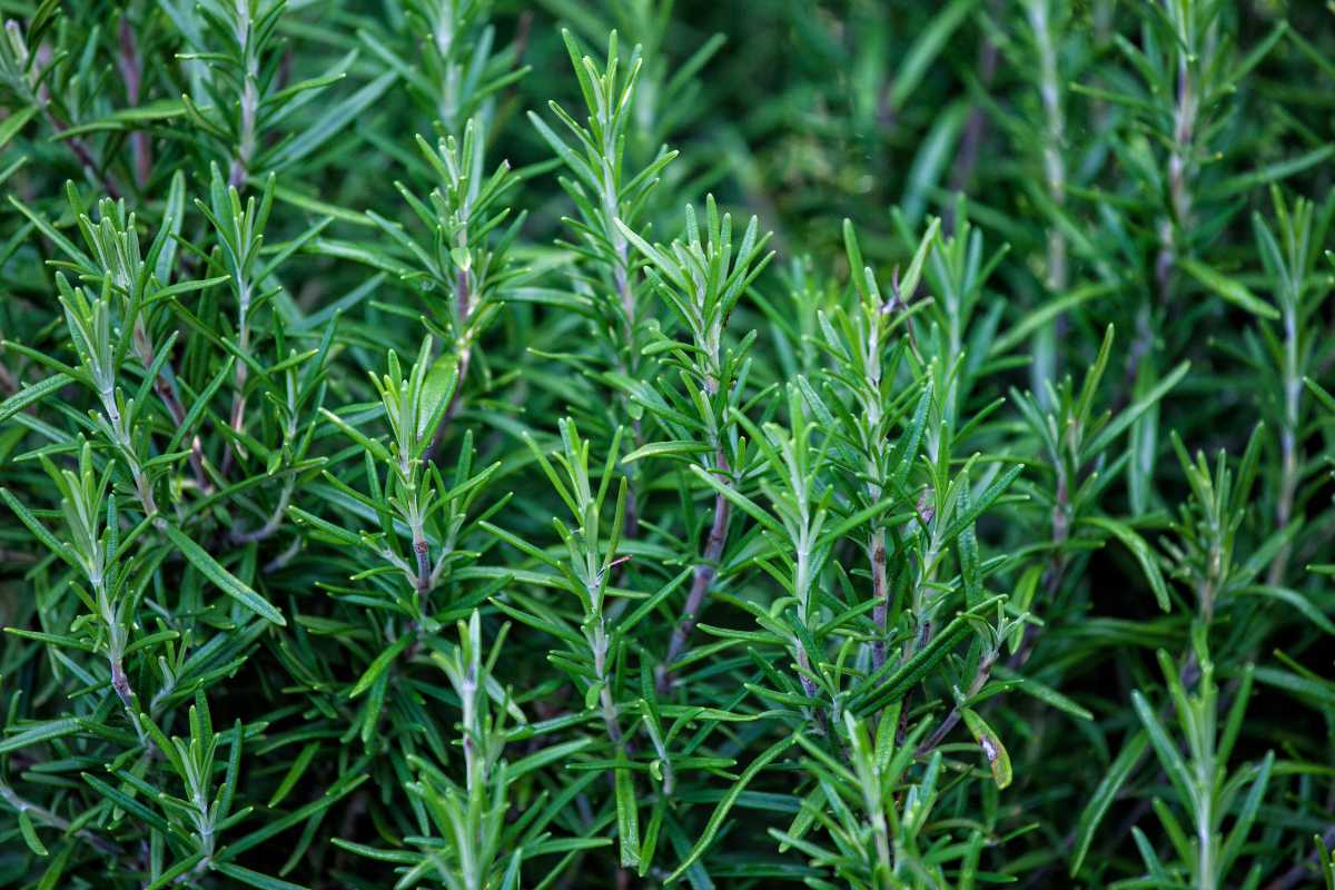 Vbrant green rosemary plants with slender, needle-like leaves. The dense foliage fills the entire frame.