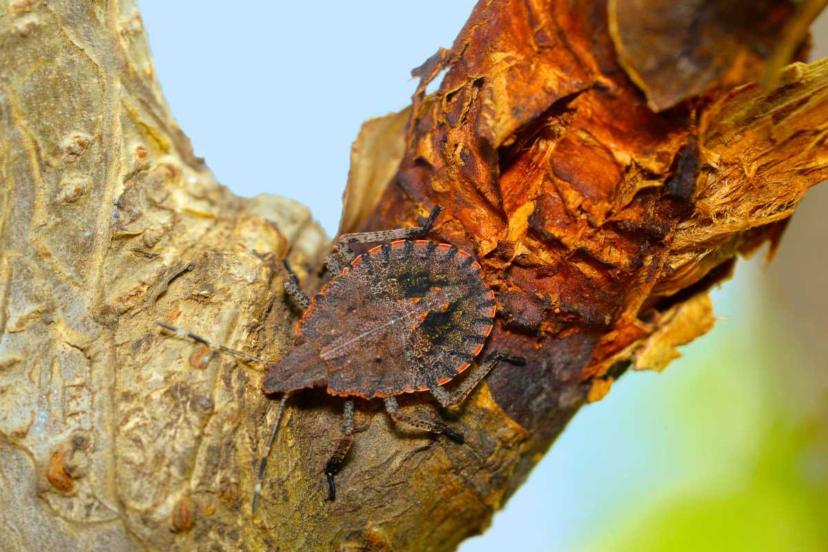 A rough stink bugg, one of the beneficial predatory insects, crawling on the rough bark of a tree trunk. 