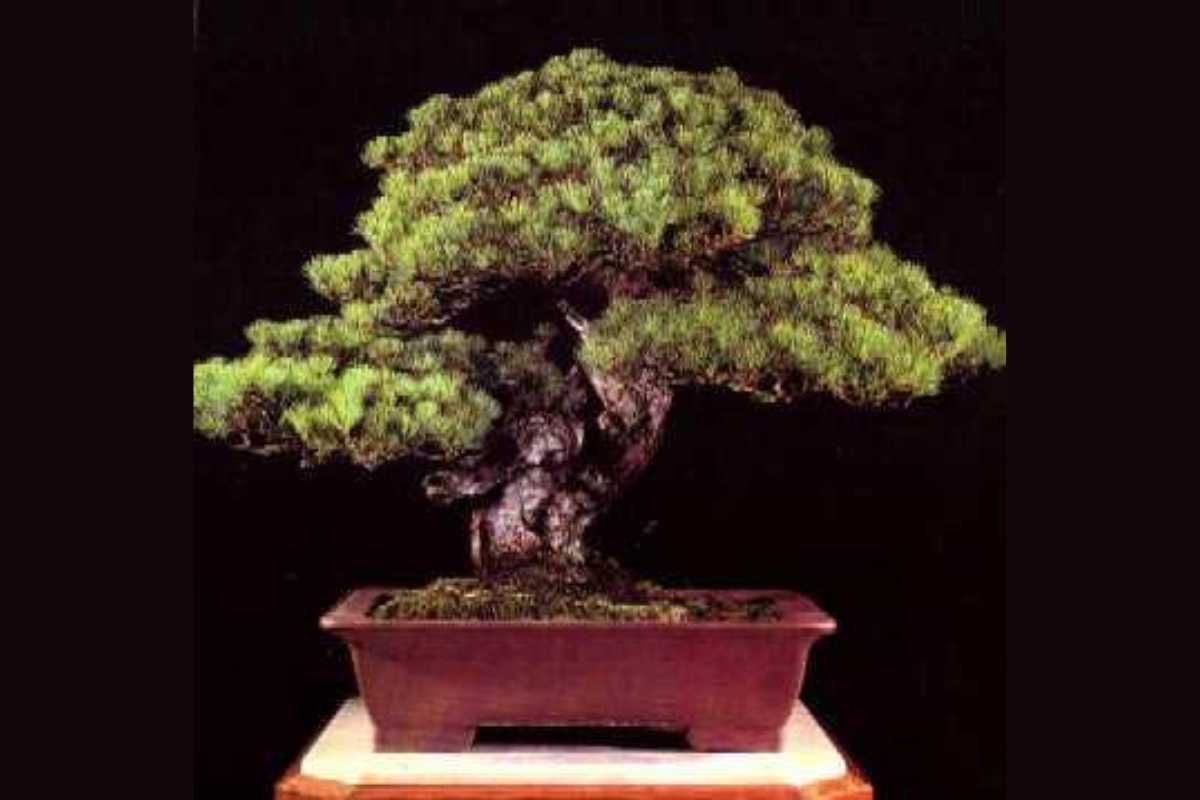 The Sandai Shogun no Matsu (Five-Needle Pine), one of the oldest bonsai trees, with dense, lush foliage and a gnarled trunk is placed in a rectangular, dark brown pot. 