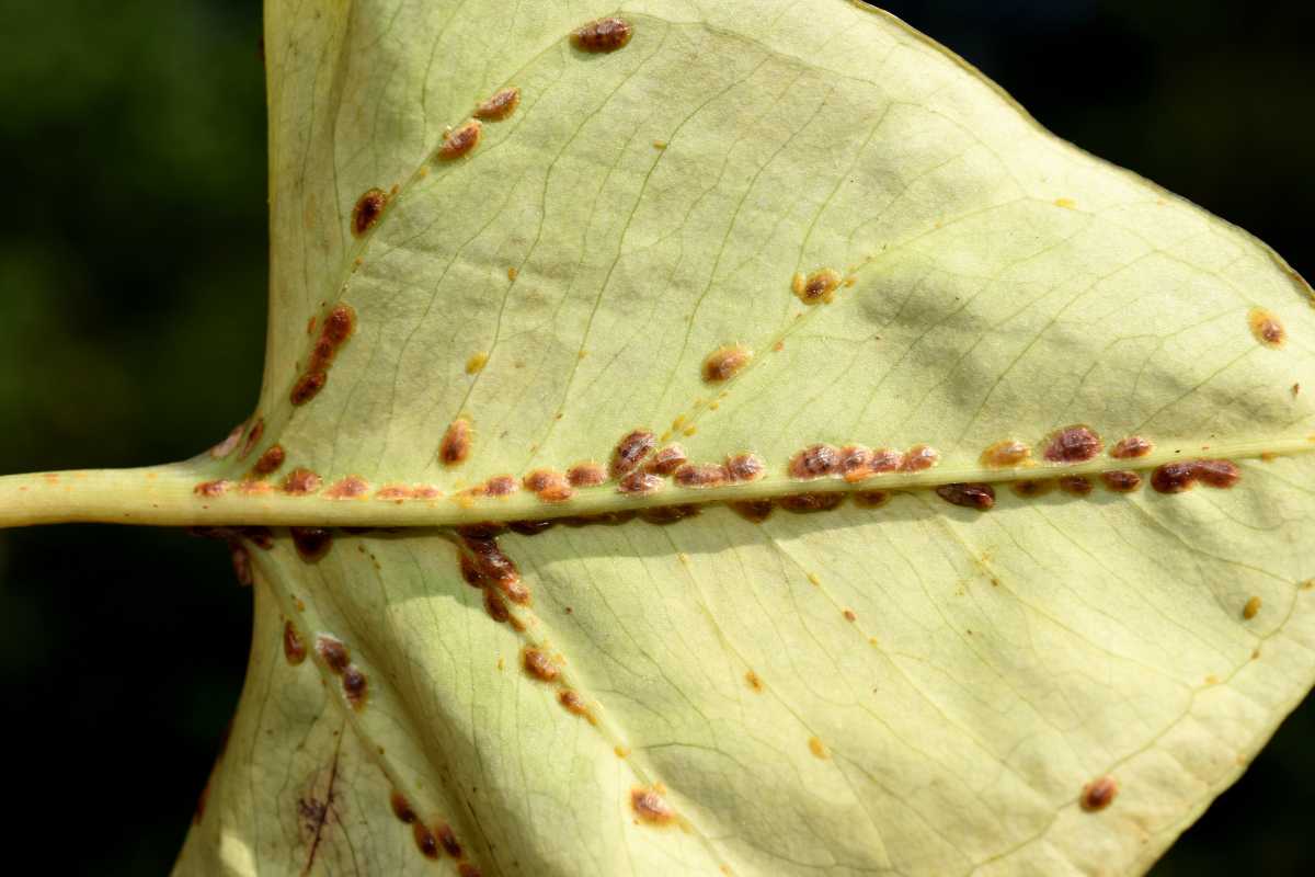 A pale leaf showing signs of disease, with numerous small, brownish scale insects along the veins. 