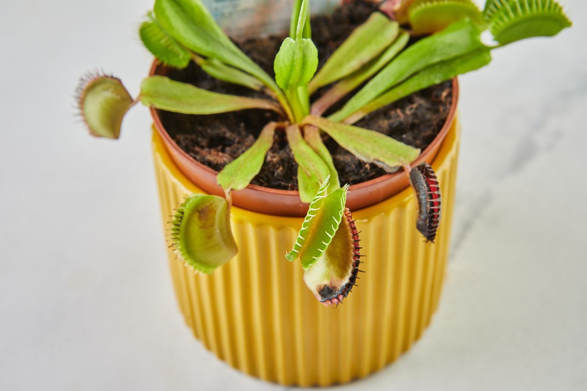 A Venus flytrap plant in a yellow ribbed pot with several trap leaves open. Some traps appear to have wilted and black tips.