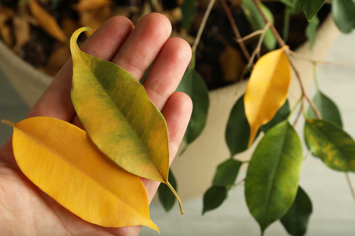 A hand holds three yellow and green variegated leaves in the foreground. In the background, a plant with both yellow and green leaves is visible, situated indoors. 