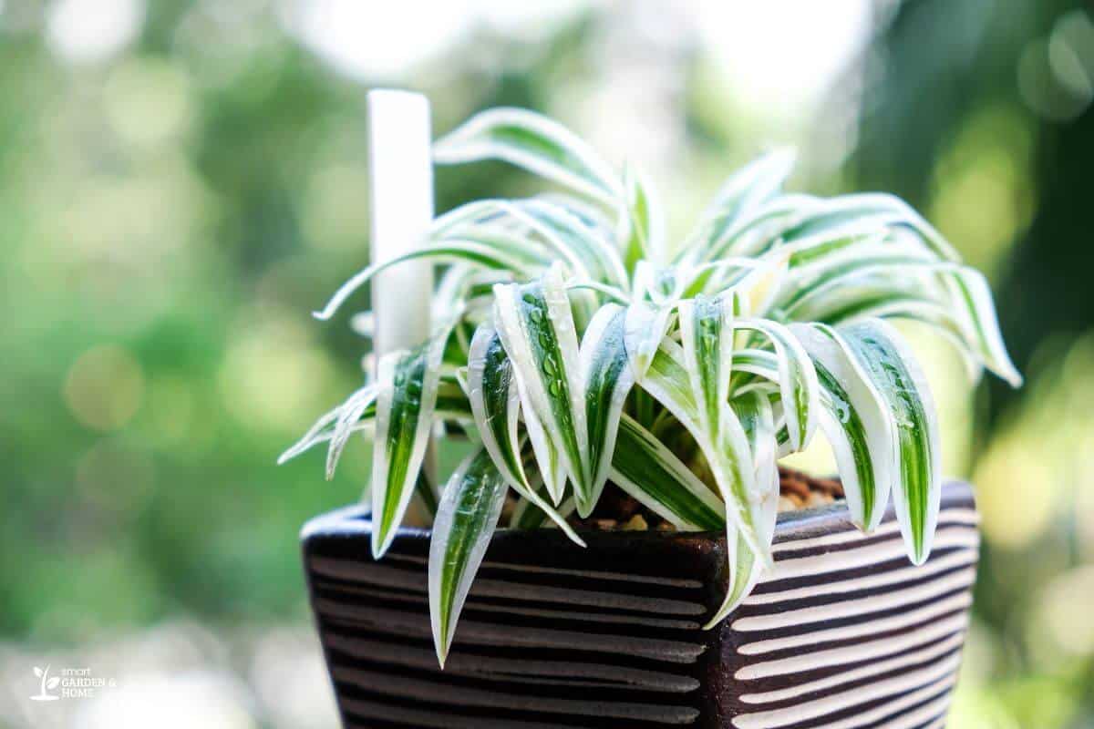 Small Spider Plant on a Square Pot