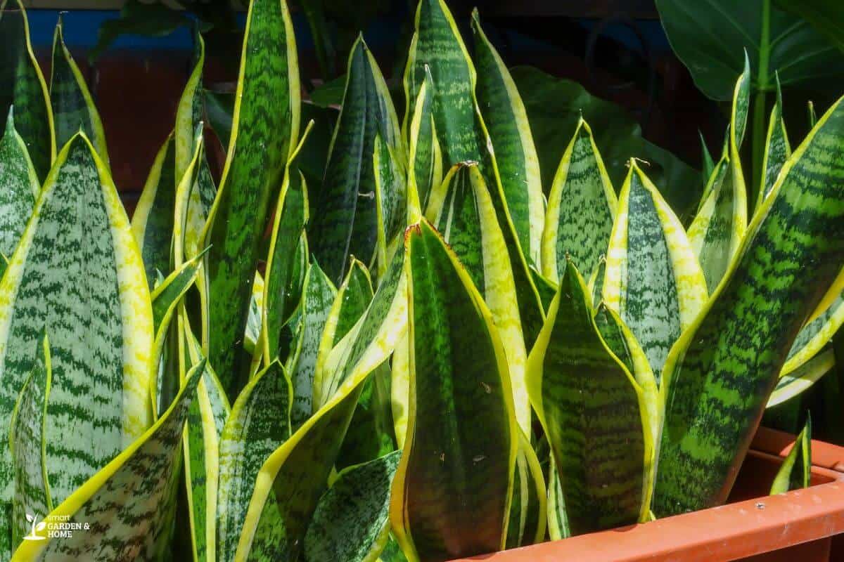 Snake Plant