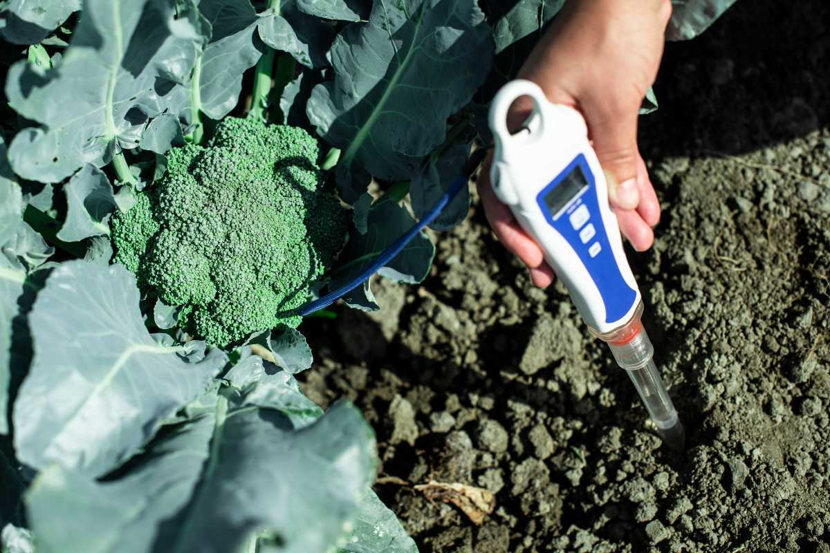 A hand holding a digital soil tester next to a broccoli plant growing in a garden. The soil tester's probe is inserted into the soil.