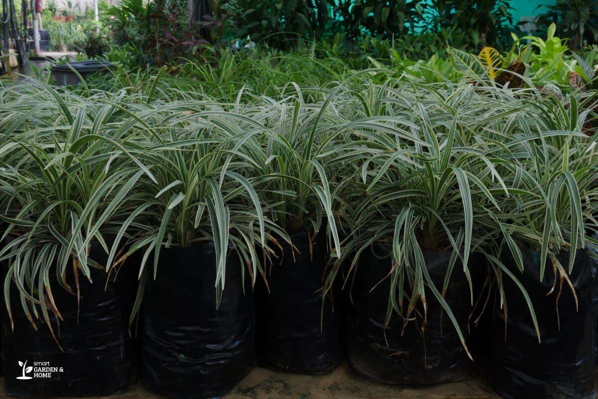 Spider Plant Drooping Leaves Due to Inappropriate Temperature