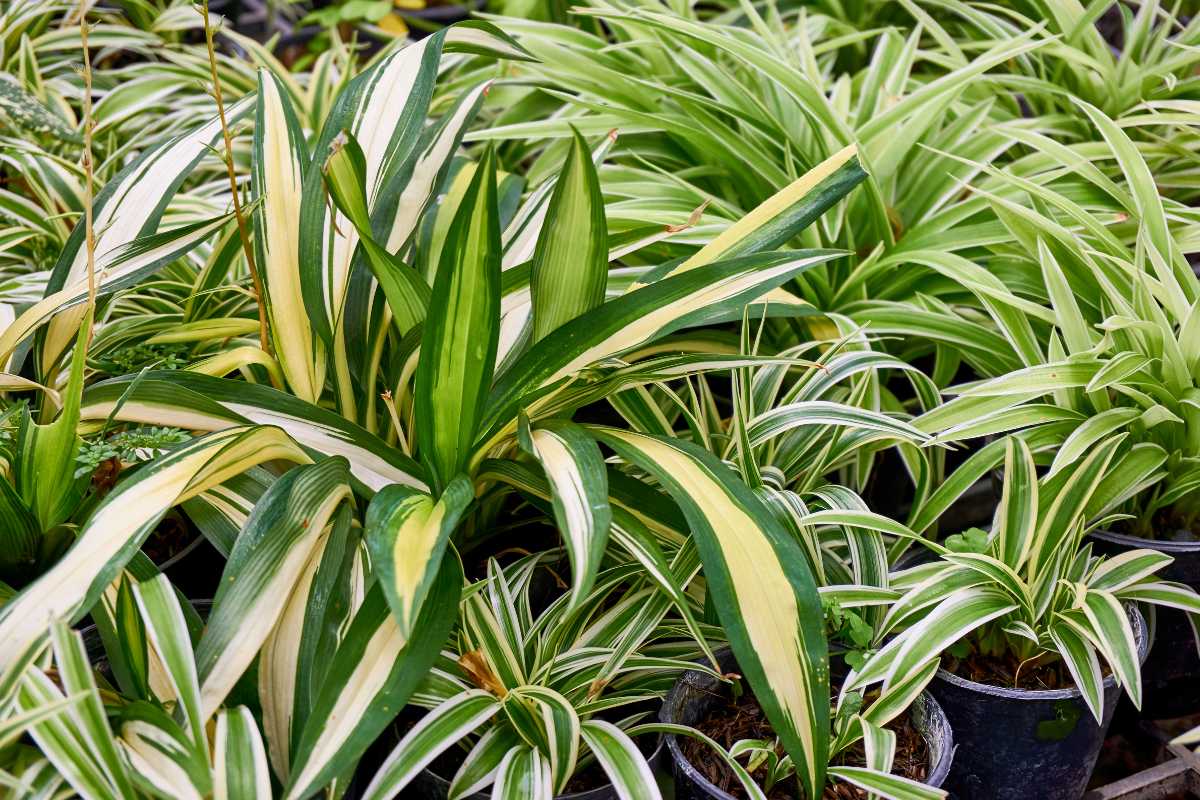 A cluster of green and white spider plants with long, narrow leaves growing in black pots. 