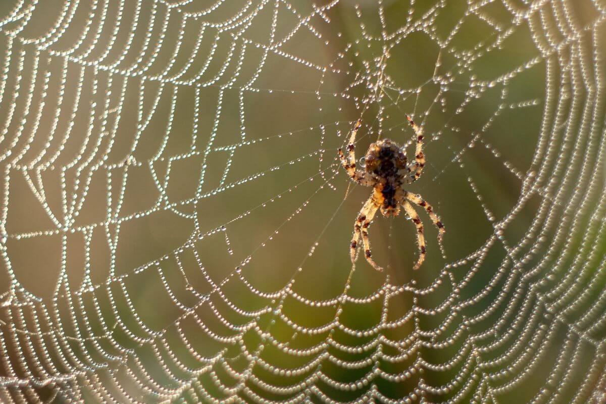 A close-up image of a spider on its intricately woven web adorned with tiny dew droplets.