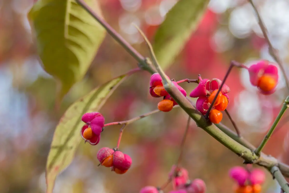 A branch of spindles with bright pink and orange red poisonous berries surrounded by green leaves.