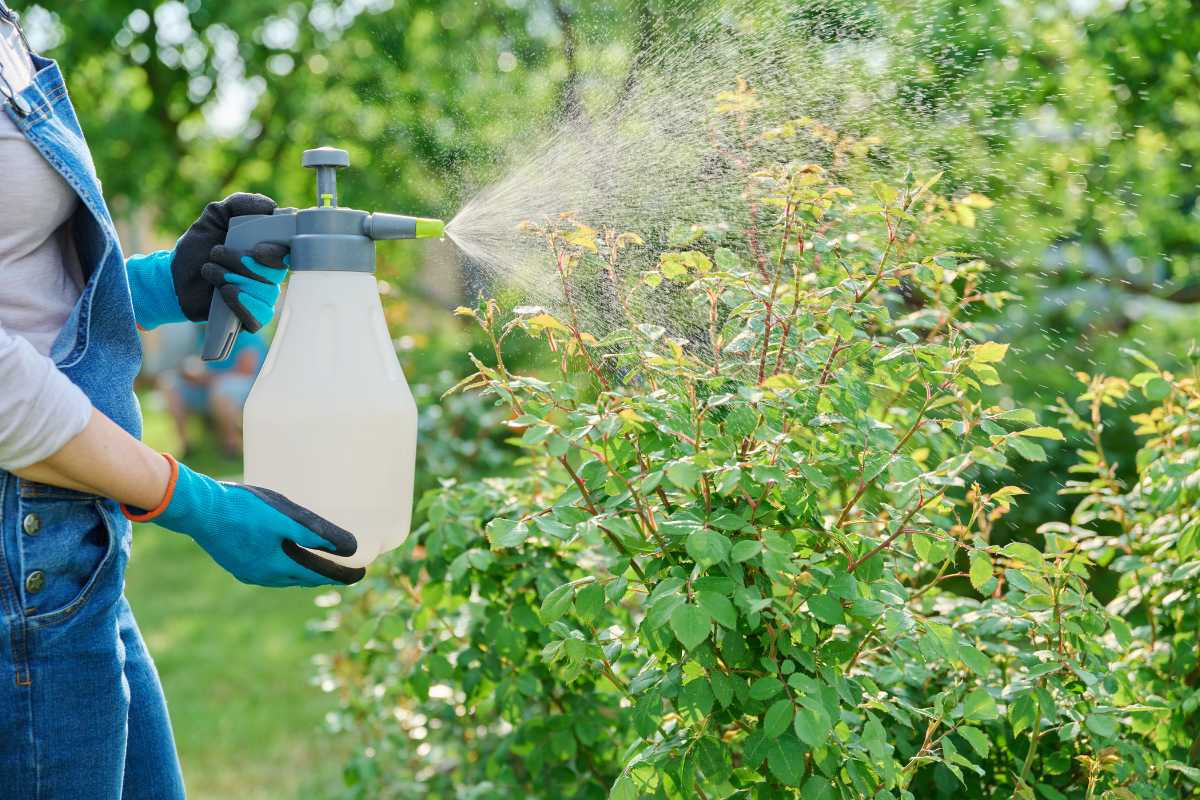 A person wearing blue gloves and denim overalls is using a spray bottle to mist a green bush in an outdoor garden. 