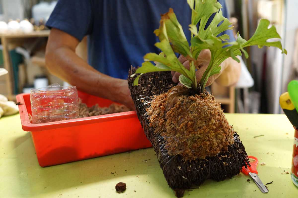 A person in a blue shirt is crafting a kokedama, a Japanese moss ball, by shaping soil around a notoriously finicky plant. They are working at a table with a red tray holding soil. Various tools and materials are scattered around, perfect for tackling even the hardest houseplants to care for.