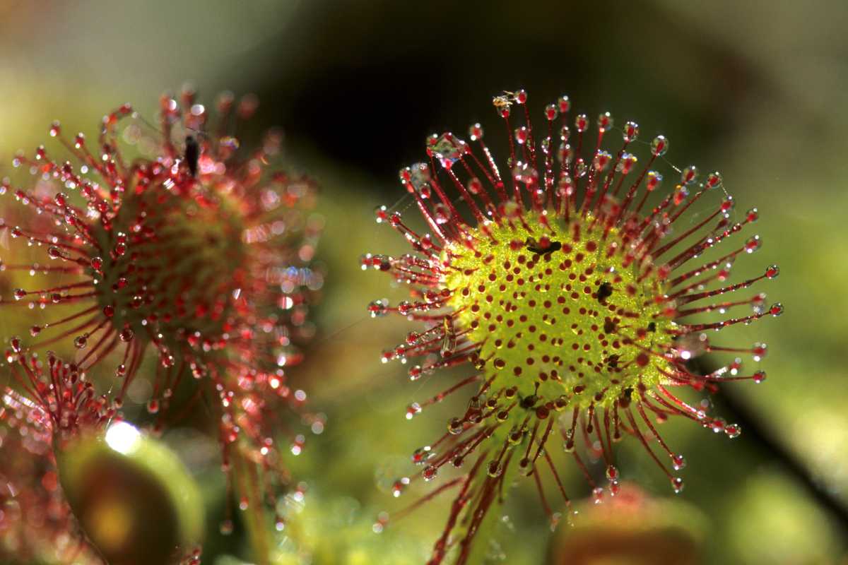 Two carnivorous sundew plants with glistening, sticky tentacles. The tentacles are covered in droplets of mucilage that catch and digest insects. 