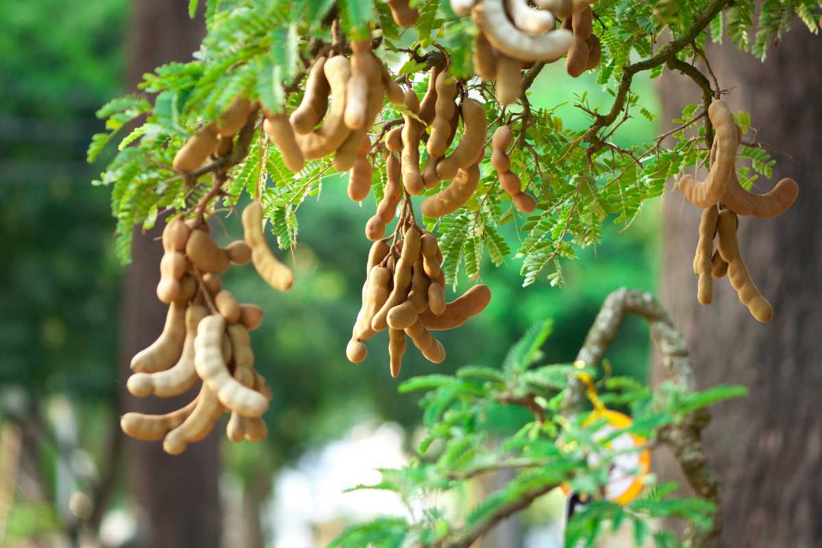 Several clusters of ripe tamarind pods hanging from the branches of a tamarind tree, a member of plants with deep roots.