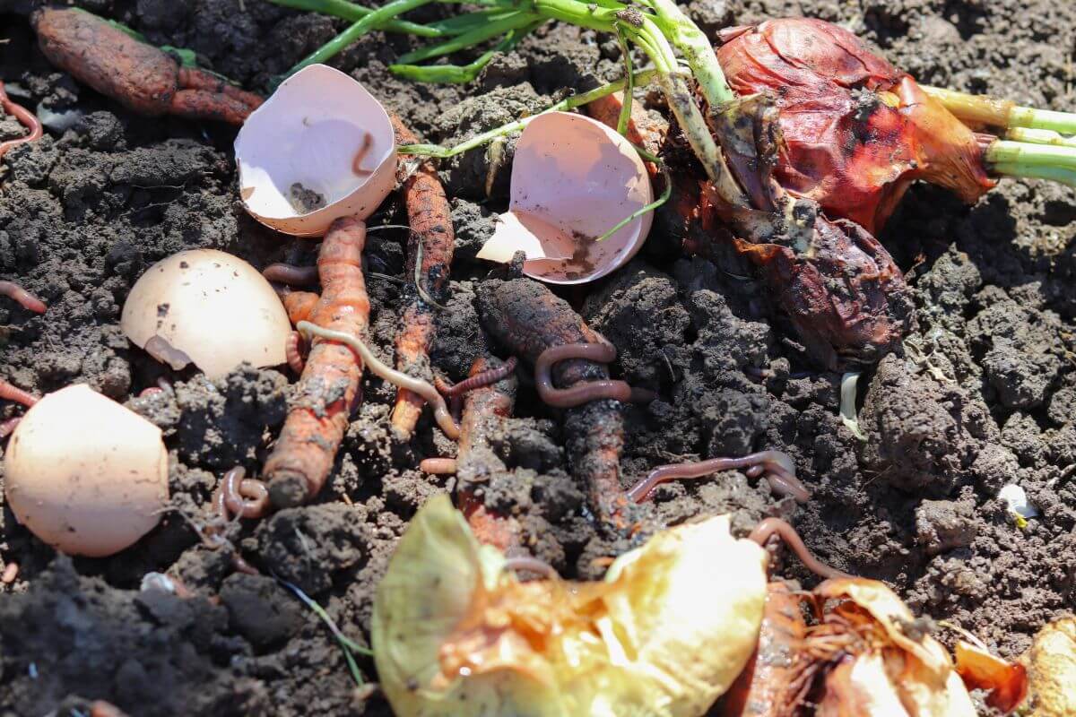 Decomposing organic matter including eggshells, vegetable scraps, and peels amidst soil, with several worms visible.