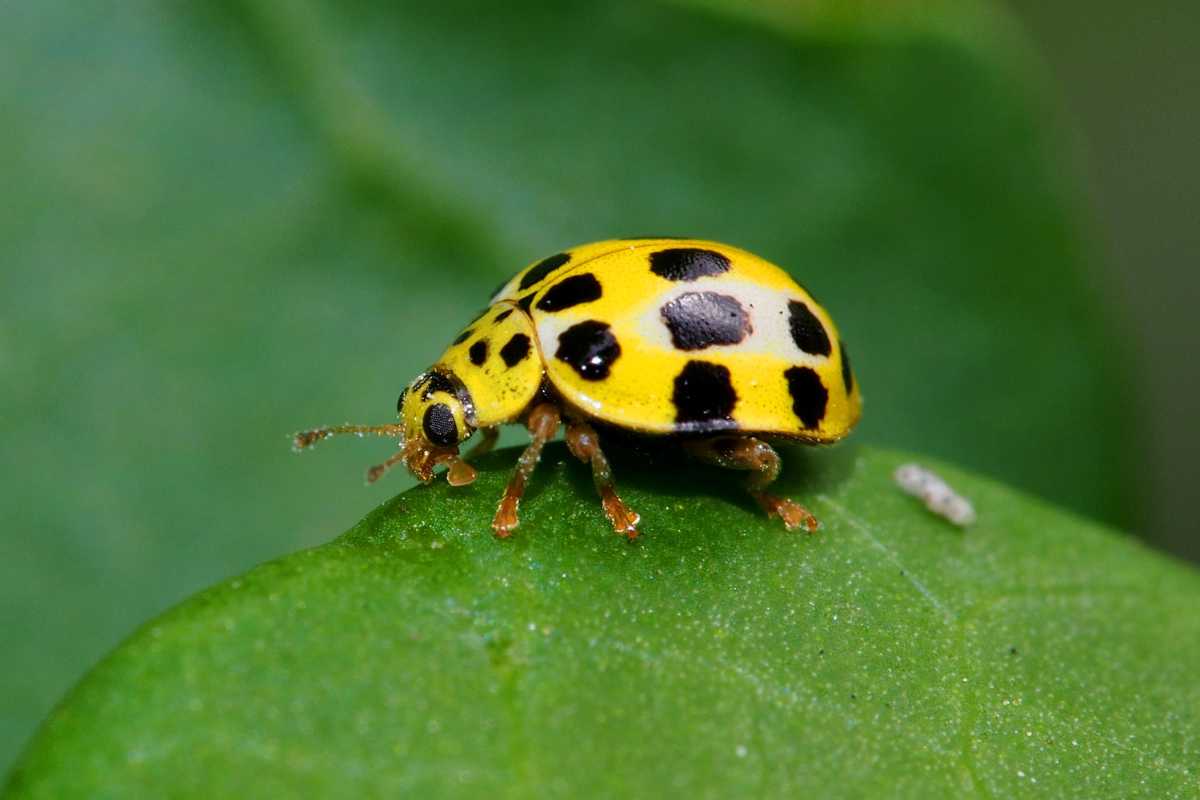 A yellow ladybug with black spots crawling on a green leaf. The vibrant green leaf contrasts beautifully with the ladybug's bright yellow and black-spotted body.