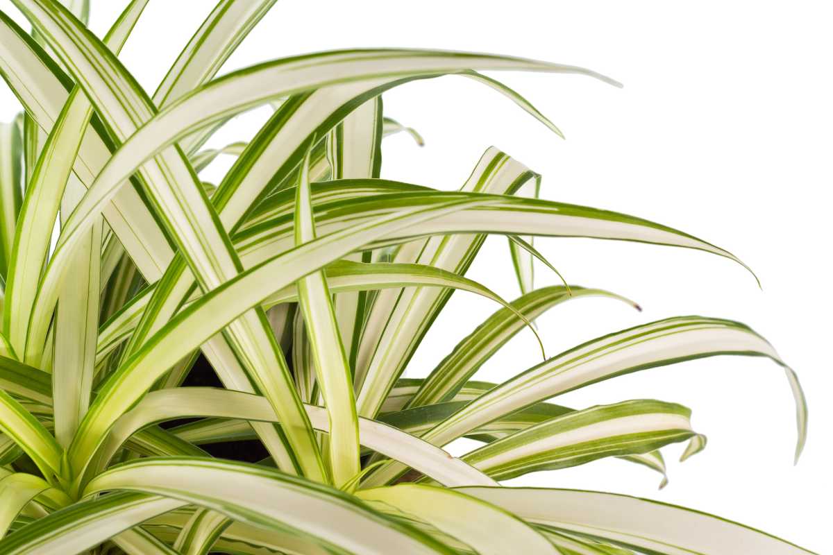 A spider plant (Chlorophytum comosum) against a white background. The plant has long, arching green leaves with white stripes running down the center.