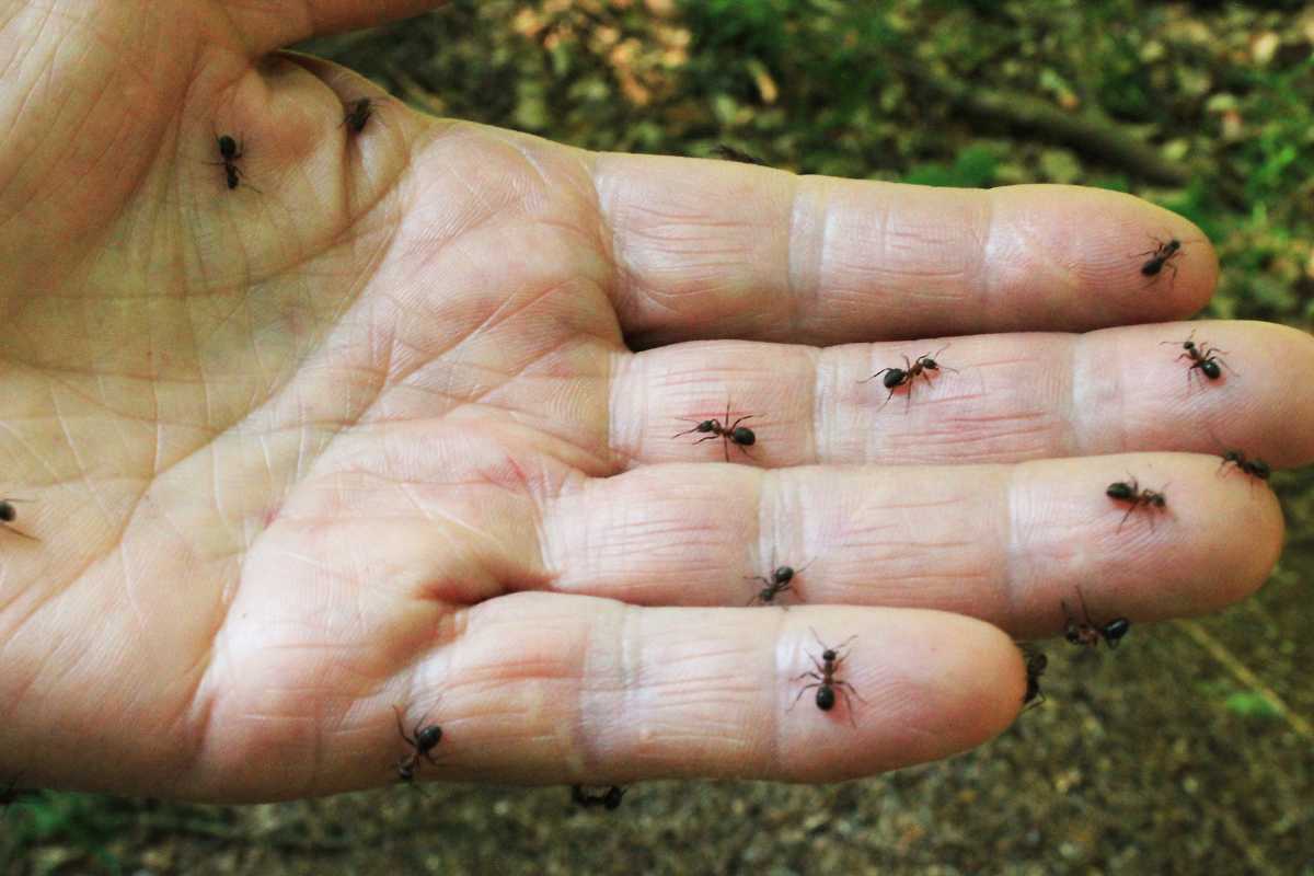 A hand with several small ants crawling on its palm and fingers. 