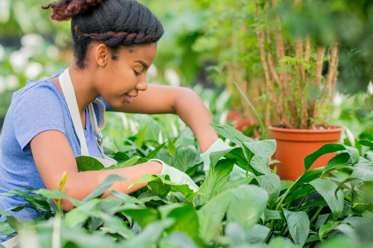 A woman with braided hair, wearing a blue shirt and a white apron, tends to peace lily plants in a garden.