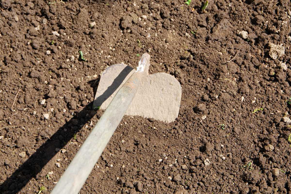 A metal hoe with a wooden handle is being used to till topsoil in a garden. 