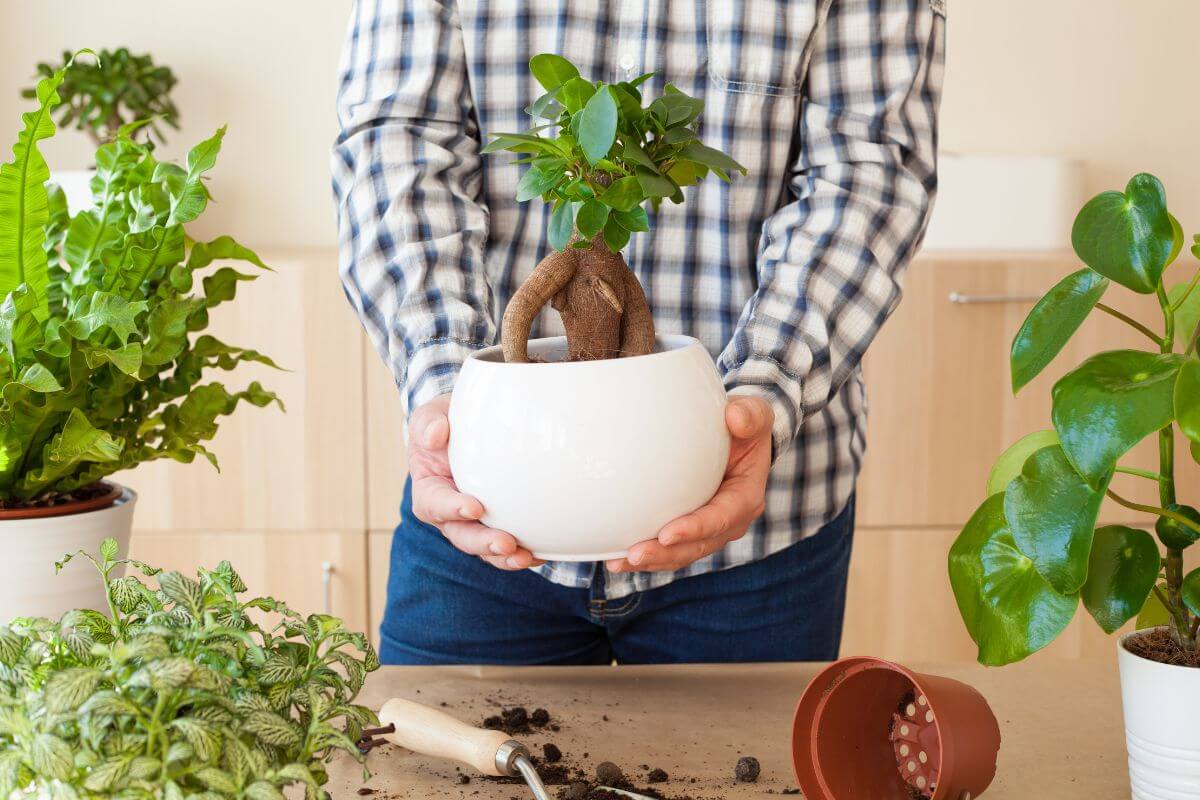 A person in a checkered shirt changed the pot of a bonsai tree to a larger pot.