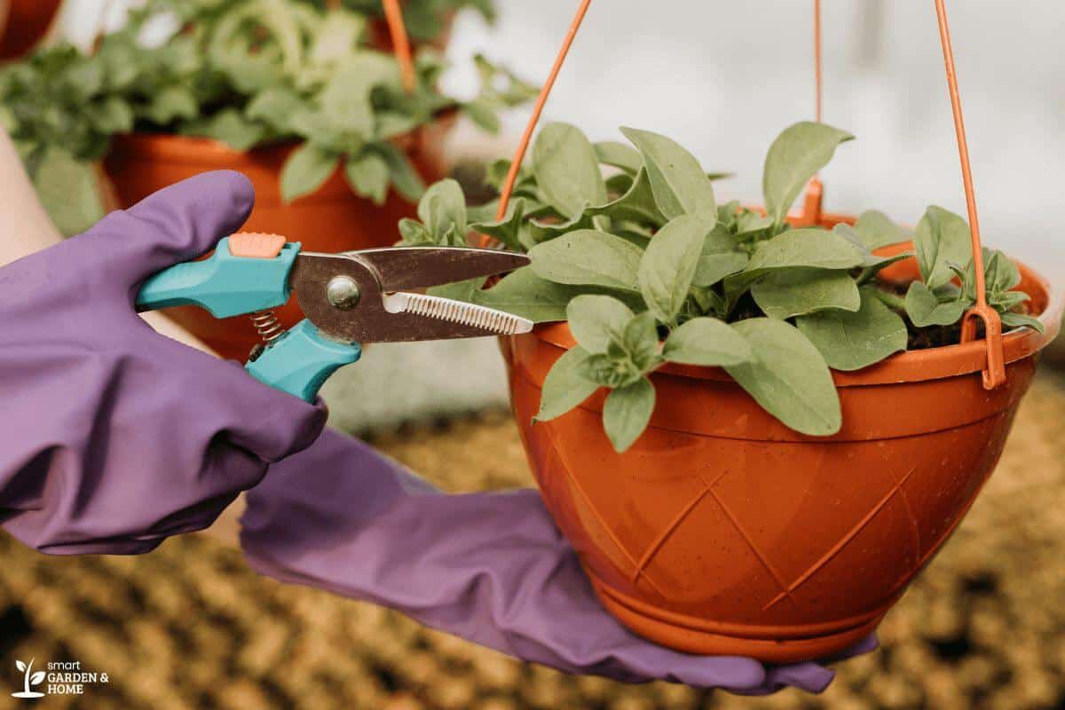 Trimming Potted Plants