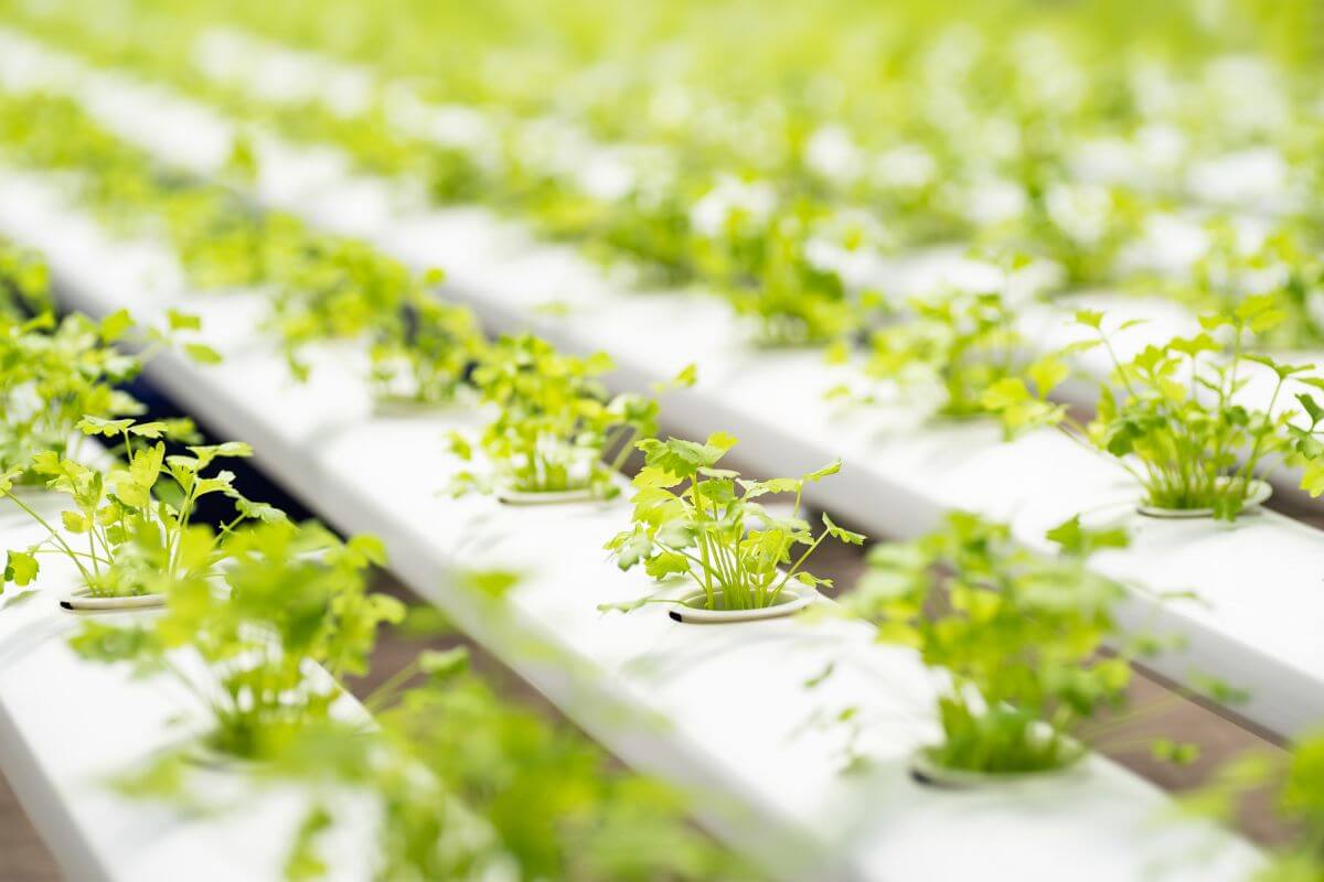 Rows of young leafy green cilantro growing in a hydroponic system.