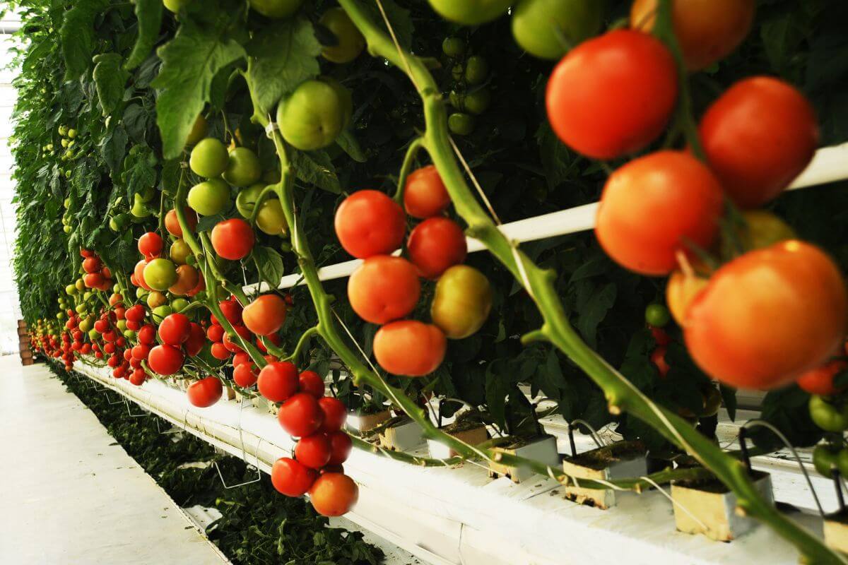 Rows of vibrant red and green hydroponic tomatoes growing on vines inside a greenhouse.