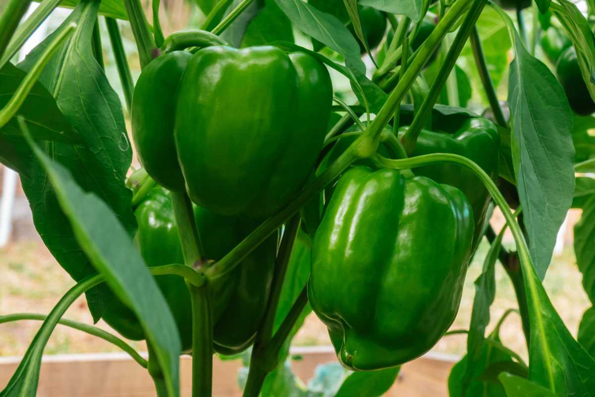 Several green bell peppers hanging from a plant with lush green leaves. These hydroponic peppers are large and appear ripe, ready for harvest. 