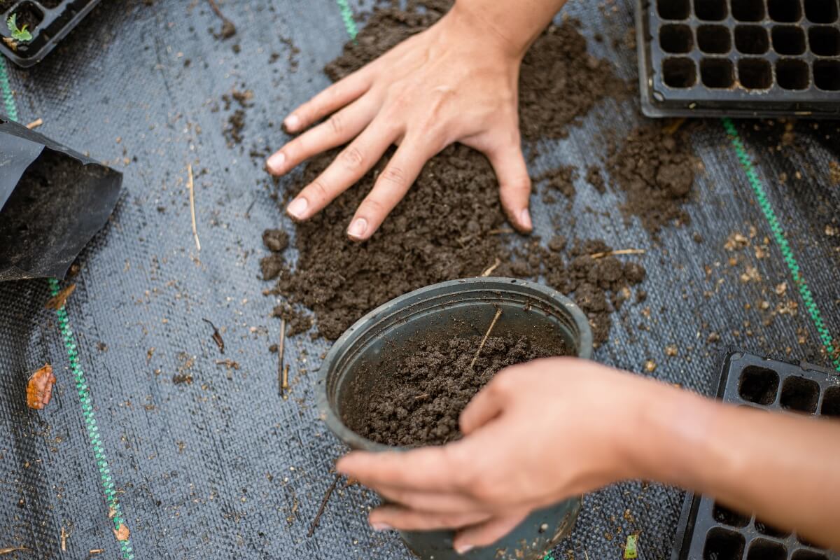 Two hands are spreading soil on the ground, with one hand holding a small container filled with soil. 