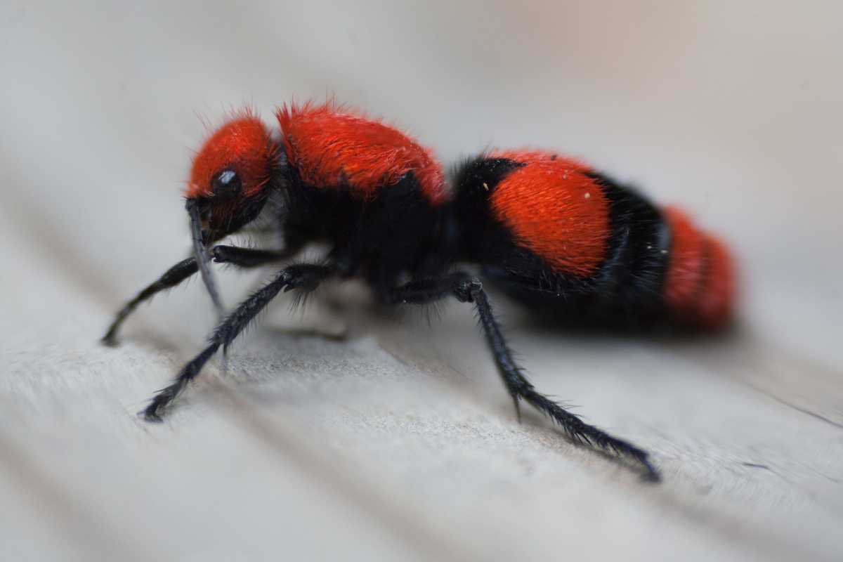 A red velvet ant with vibrant red fur on its head and abdomen, and black sections on its thorax and legs. 