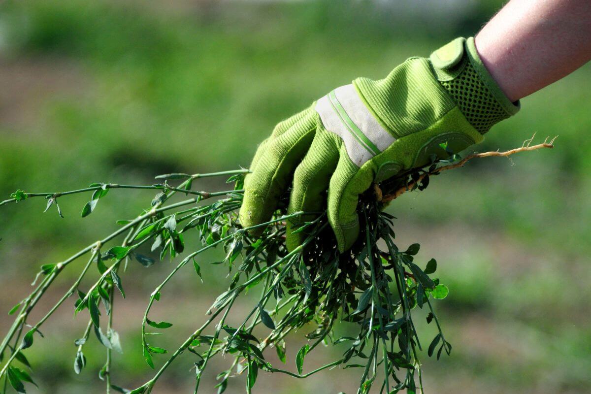 A hand wearing a green gardening glove is holding a bunch of weeds with soil attached.