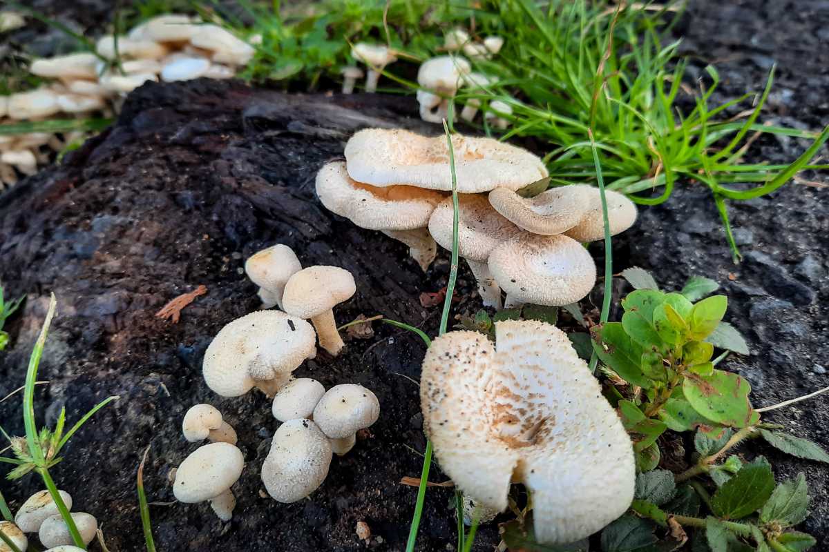 A cluster of small, white mushrooms growing on a rotting piece of wood surrounded by grass and small plants. 