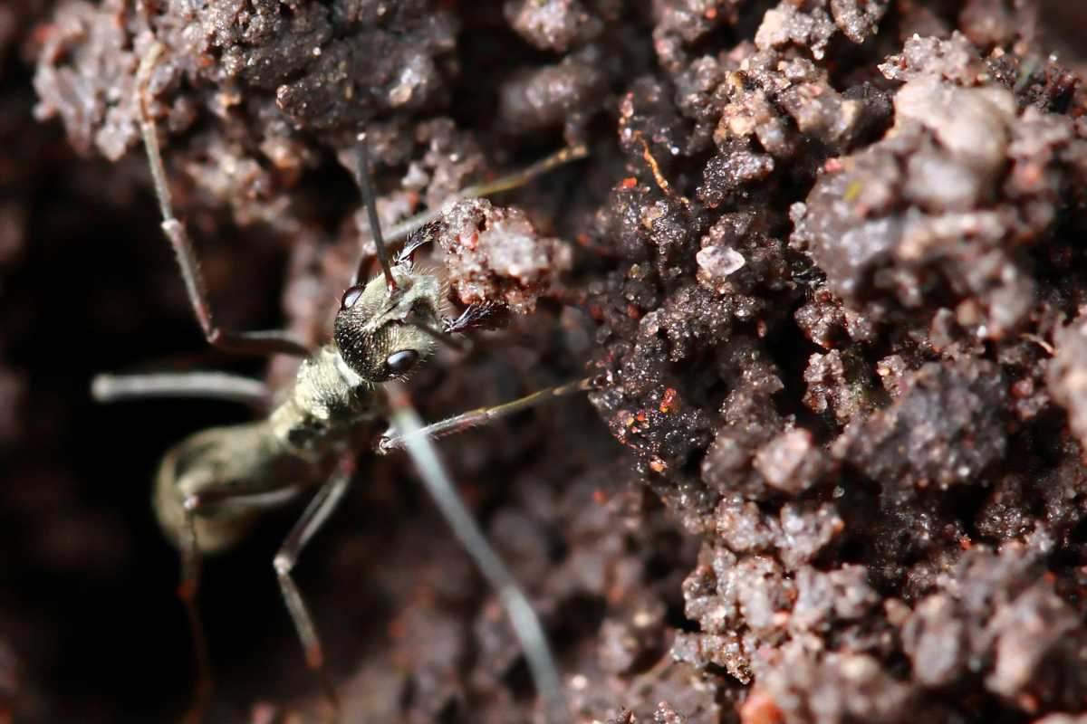 A black ant carrying a small clump of soil. The ant navigates through dark brown, textured soil as it moves. 