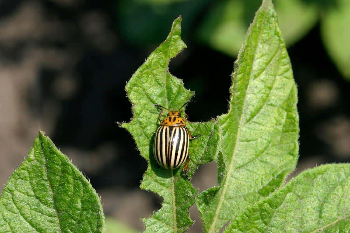 Beetle Eating Leaves