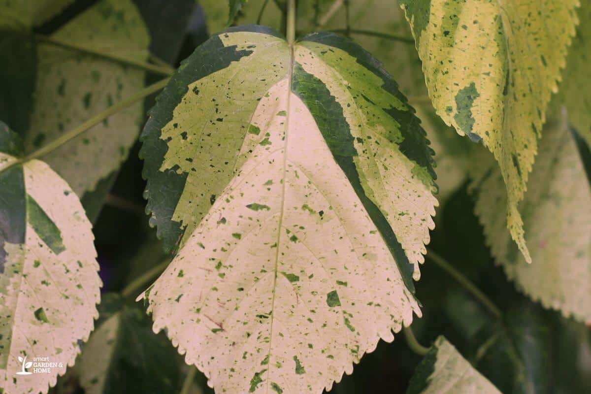 Bleached Foliage