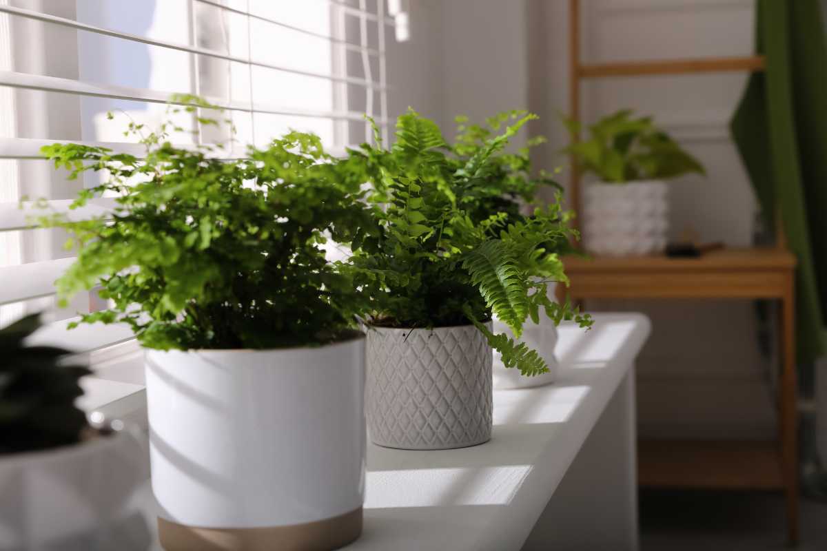 Two potted ferns, known as some of the hardest houseplants to care for, sit on a white surface in a sunlit room. The pots feature subtle patterns, and a wooden shelf in the background holds another plant. Blinds on a window let in natural light, enhancing the peaceful atmosphere.