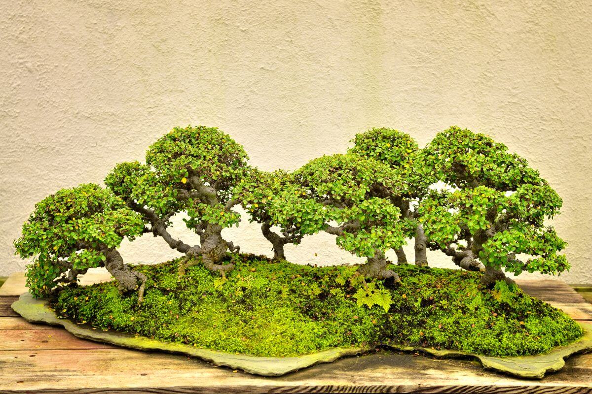 A beautifully arranged chinese elm bonsai forest sits atop a moss-covered landscape.